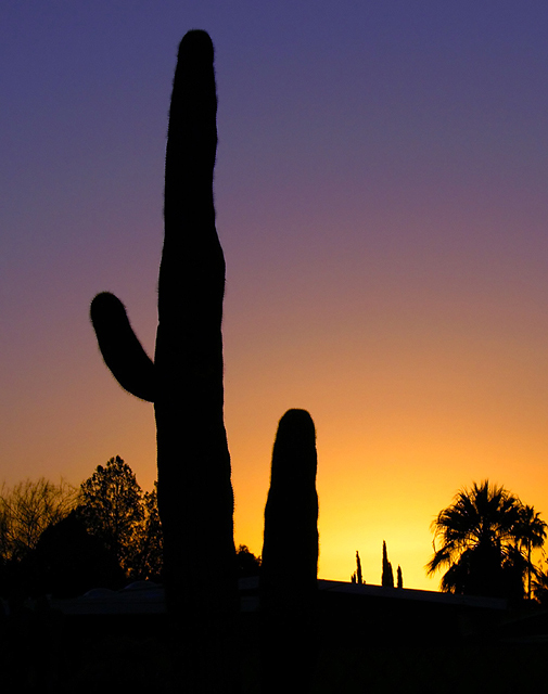 desert dawn