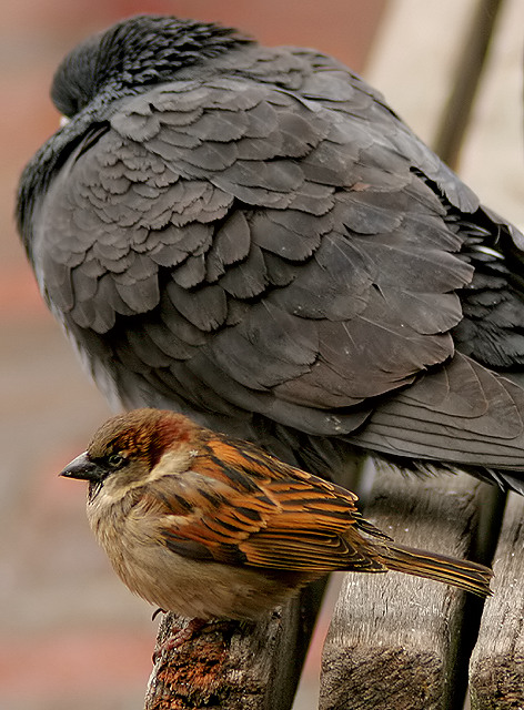 Shelter from a friend