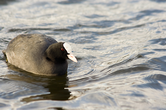 Bald as a coot