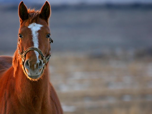 Howdy Partner