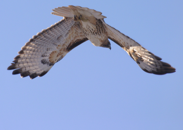 Talon