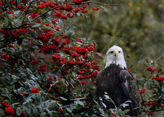 Bald Eagle with Berries