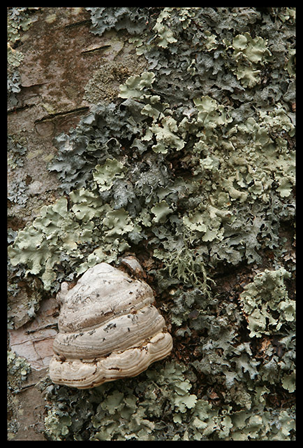 Mushroom Surrounded by Fungi