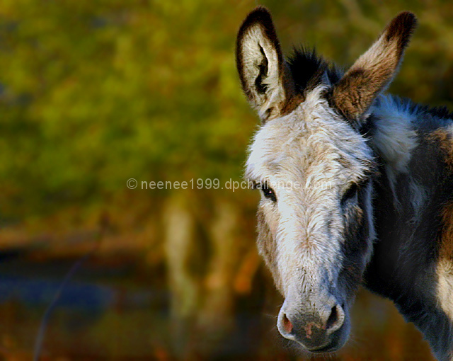 A Donkey Named King