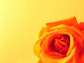 Bu's Rose
