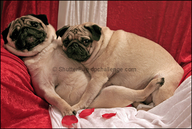 Puppy Love