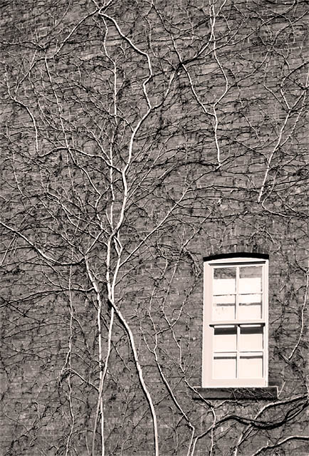 Castle's vine veins