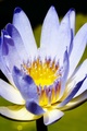 Water Lily