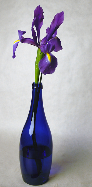 Iris in blue