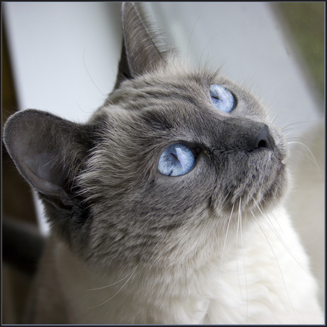 Blue Eyes (aka Yet Another Cat Picture)