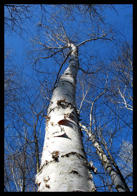 Birch in the sky