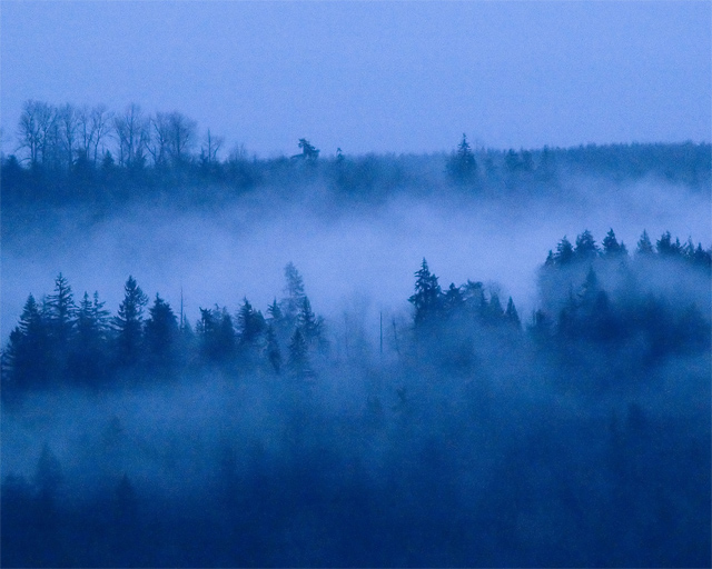 Blue Fog in the Foothills