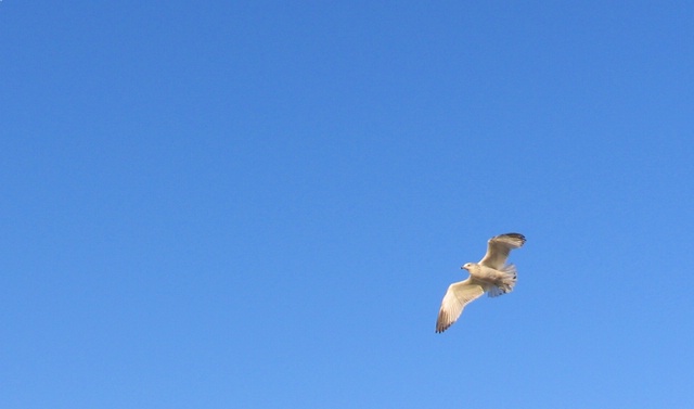 Soaring through the wild blue wonder