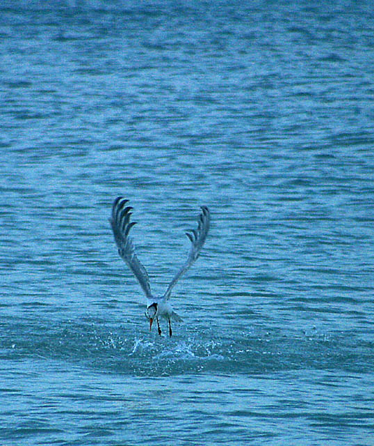 A Successful Catch at Dawn