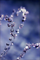 Bejewelled