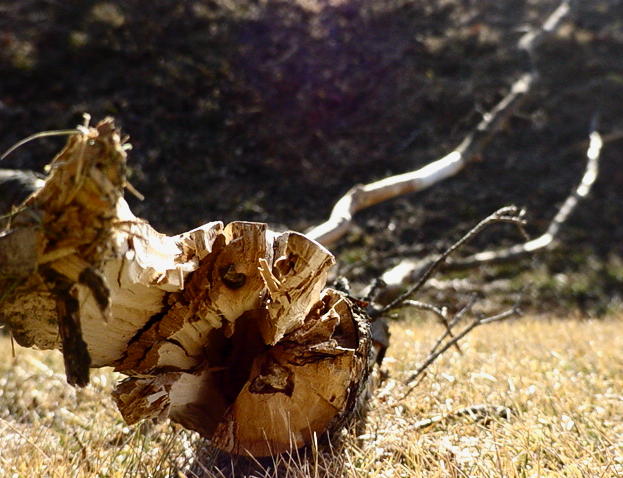 Broken Branch( too simple I know but what the hay)