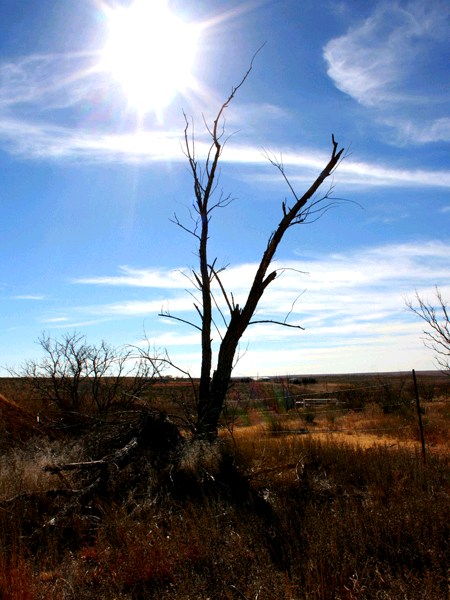 Dead Tree