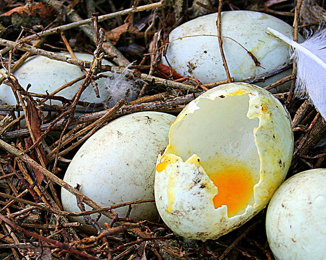 Abandoned Goose Eggs Lay Prey to Seagulls