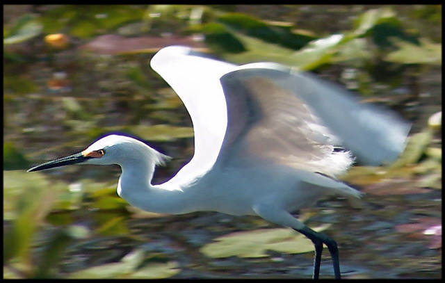 Egret In Flight