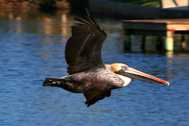 Flight of the Pelican