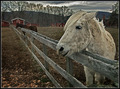 The Grass is Always Greener