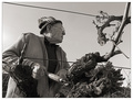 Pruning season in the vineyards