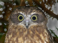 Boobook