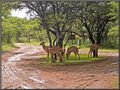 Nyala Ewes and Mud