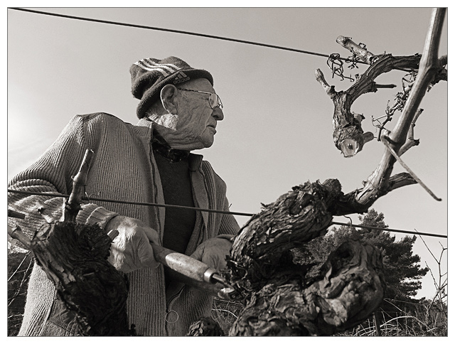 Pruning season in the vineyards