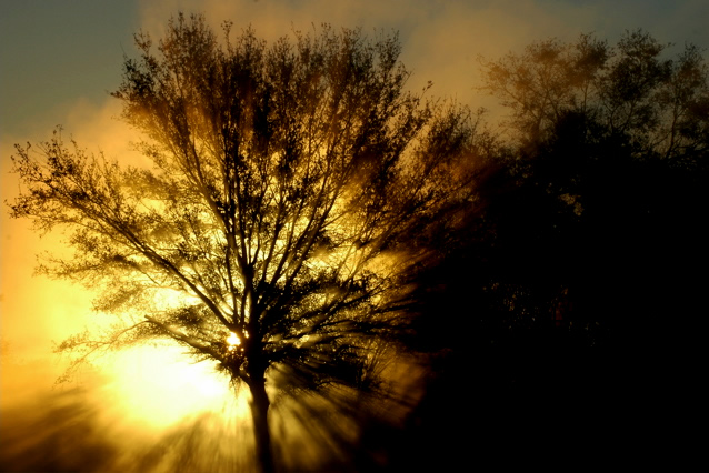 February Dawn and Fog