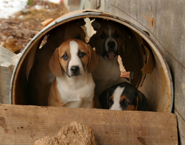 Beagles in a Barrel
