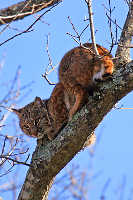 Out on a Limb