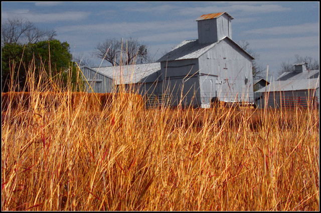 Fields of Amber Grain