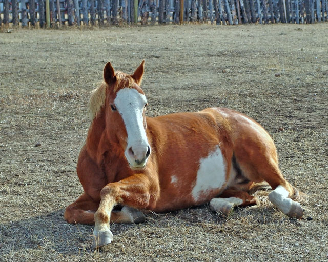 Sunday Afternoon Siesta