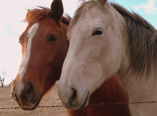 Ma and Pa Equine