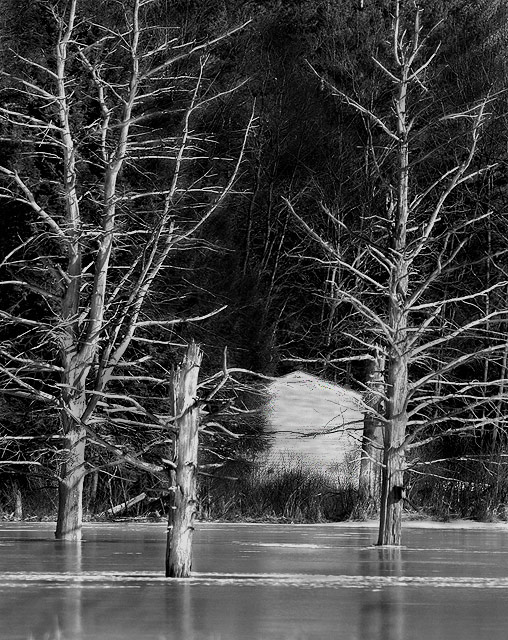 Beaver Pond (Basement Flood)