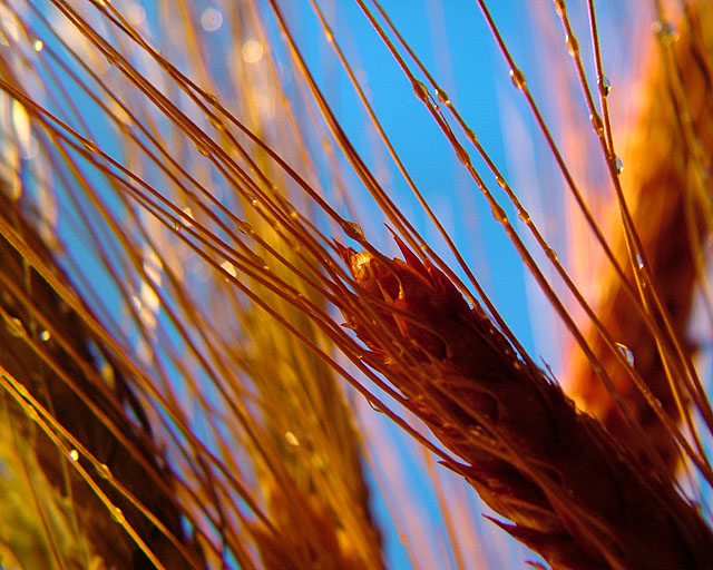 Amber Waves of Grain