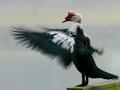 Flap