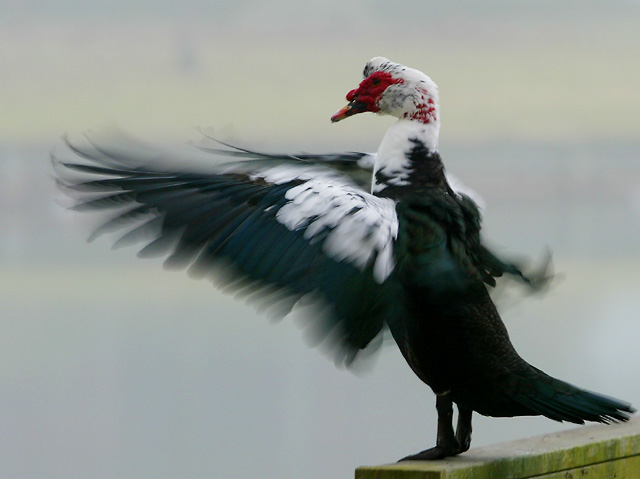Flap