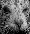 Zoological Hope and Charity