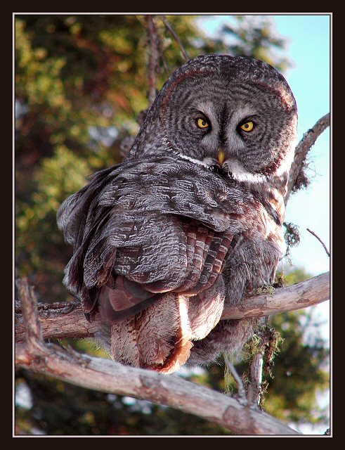 Wise Old Owl (prudence)