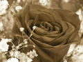Love in Bloom