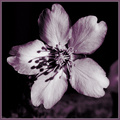 Apple blossom