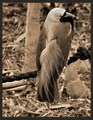 "Raggiana" - Asian Bird Of Paradise