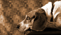 The Dog