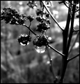Melting Frost