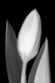 Two Tones Tulip