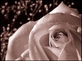 Sepia's Rose