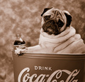 Have A Coke and a Pug !!