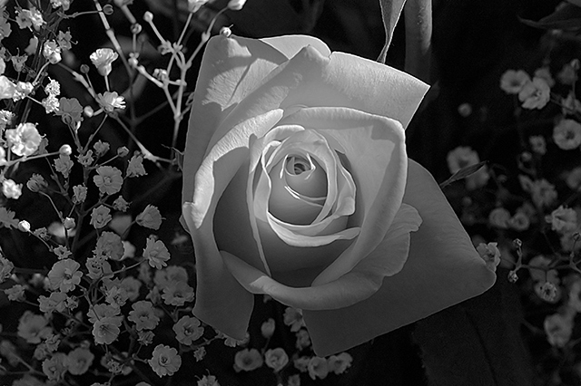 A Rose